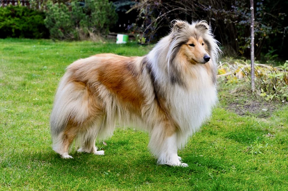 Owczarek szkocki długowłosy - żywienie