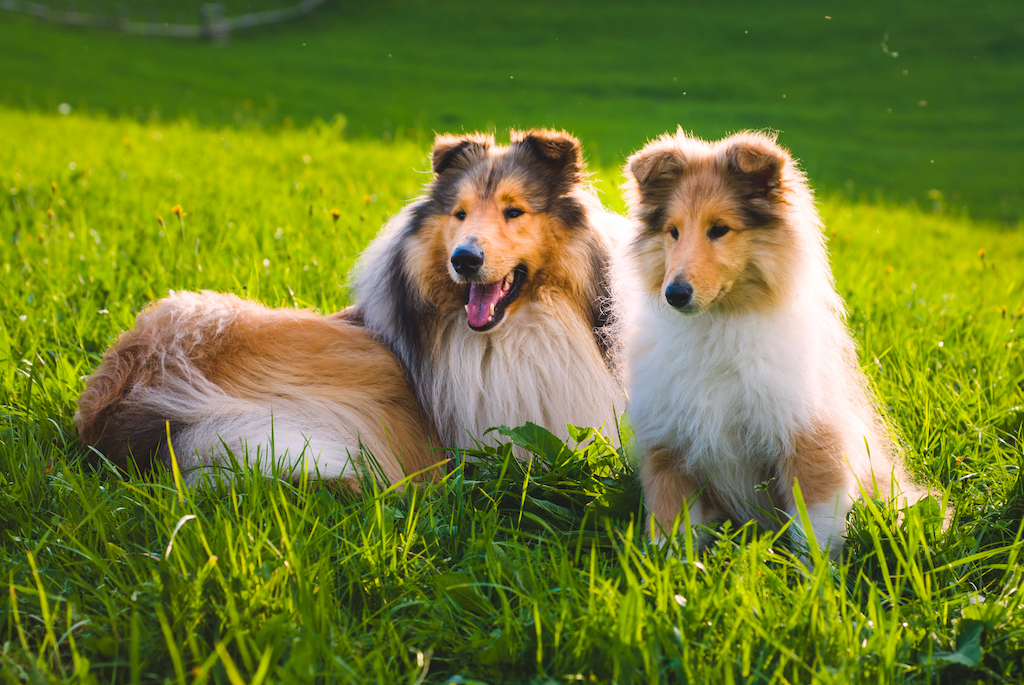 Owczarek szkocki długowłosy charakter 