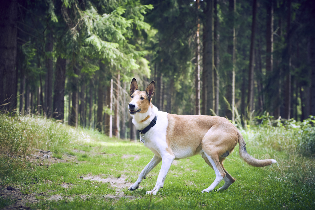 Owczarek szkocki krótkowłosy - charakter