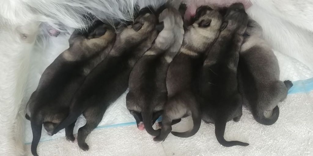 Owczarek wschodnioeuropejski - szczeniaki