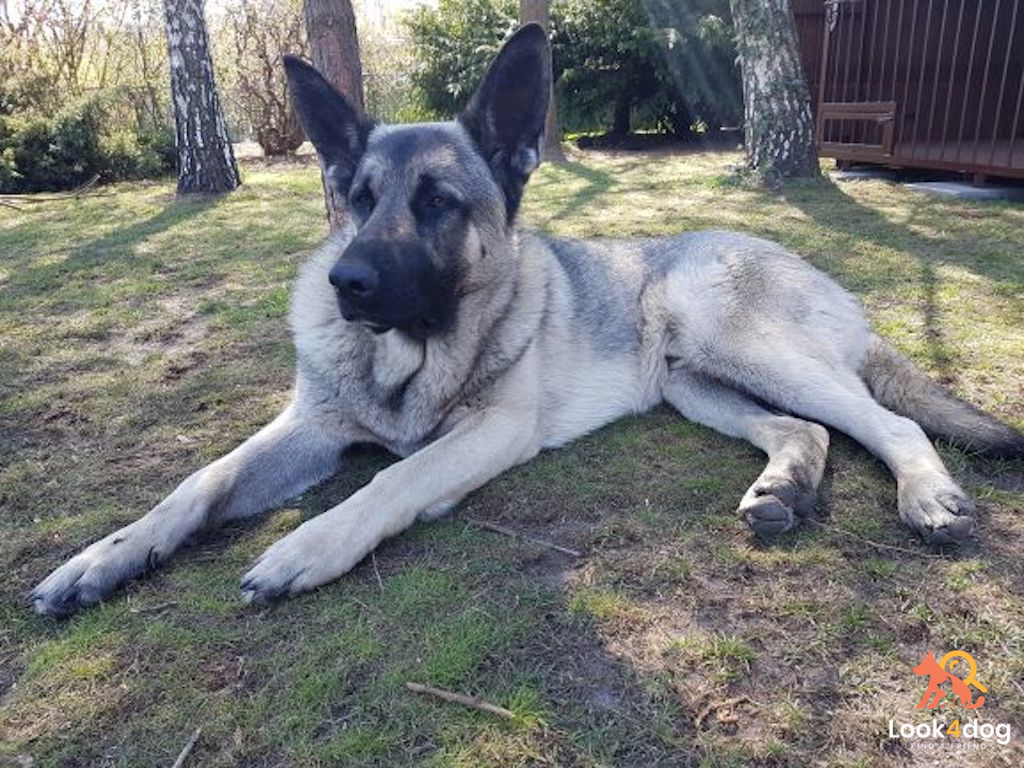 Owczarek wschodnioeuropejski (VEO) - pielęgnacja