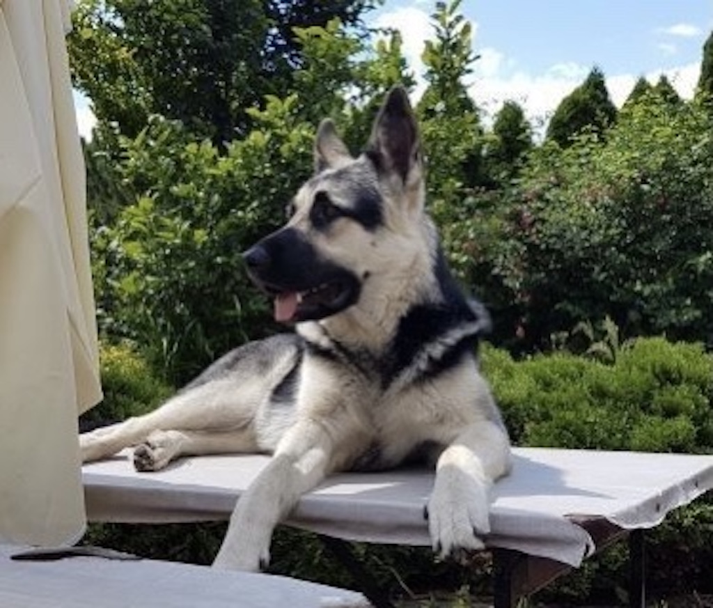 Owczarek wschodnioeuropejski VEO - hodowla