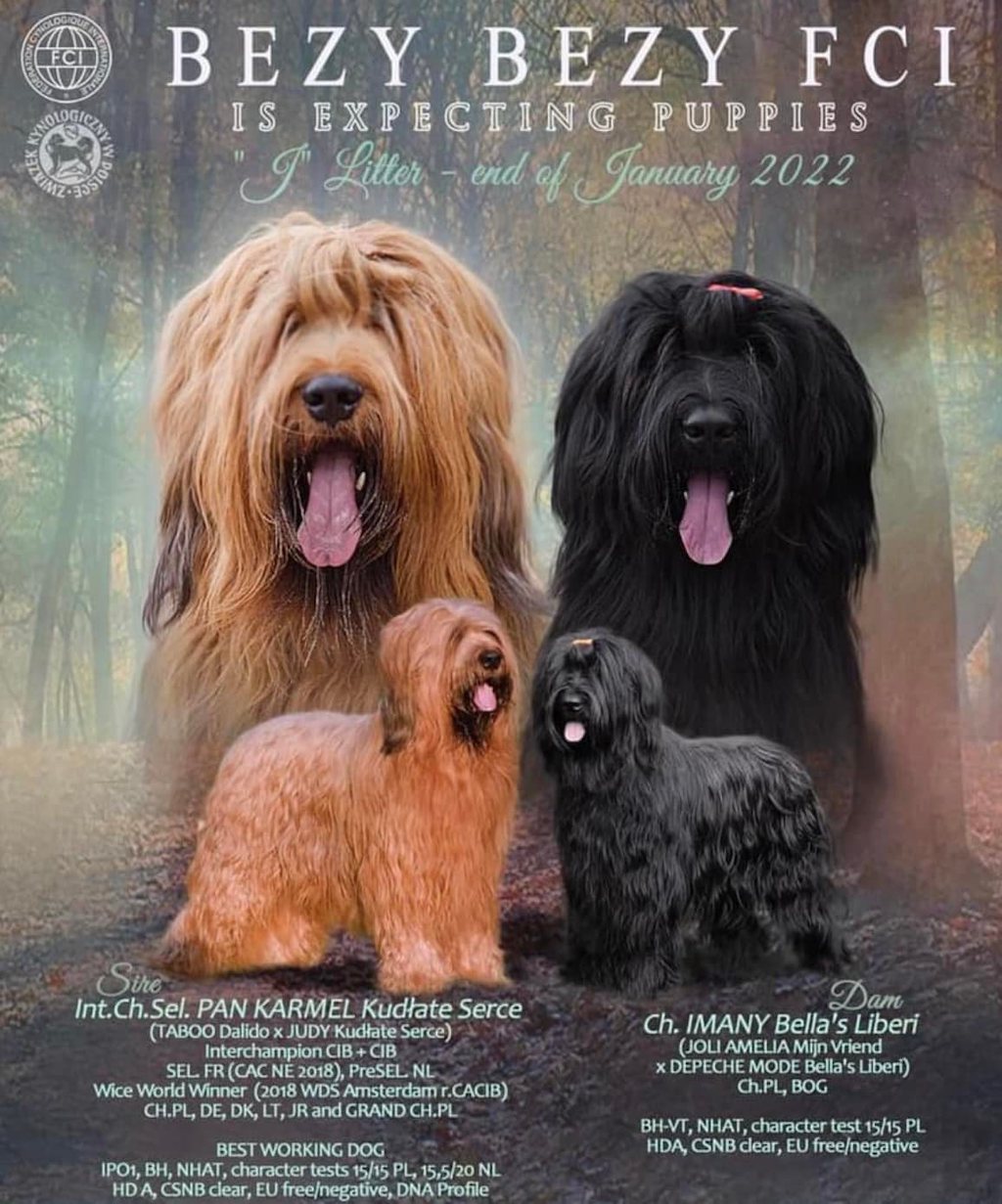 Owczarek francuski Briard - hodowla