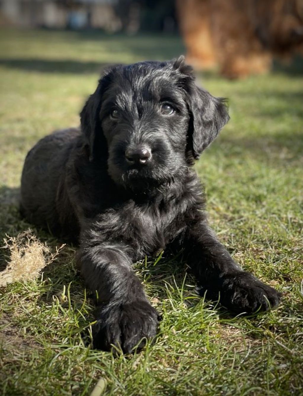 Owczarka francuskiego Briard - szczeniaki