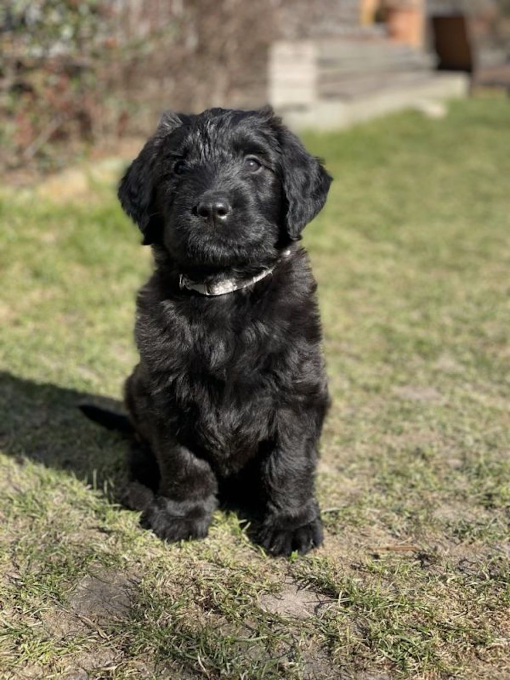 Owczarek francuski Briard