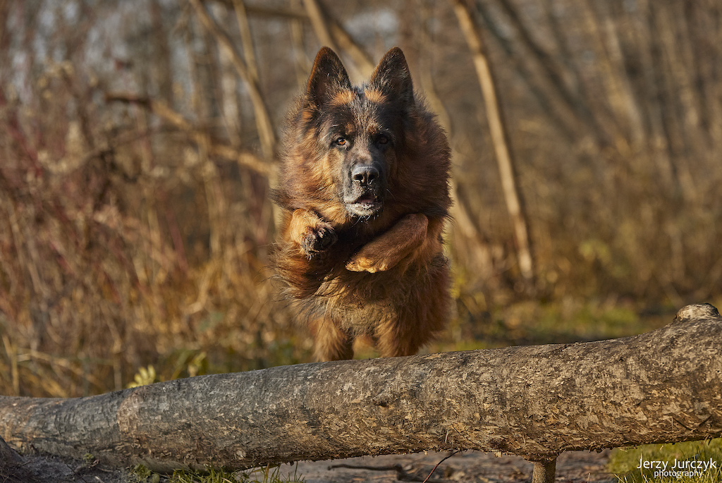 Owczarki niemieckie długowłose