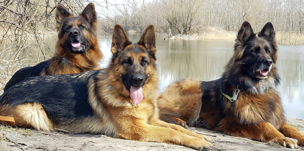 Owczarki niemieckie