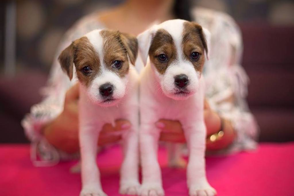 Parson Russell terrier - choroby