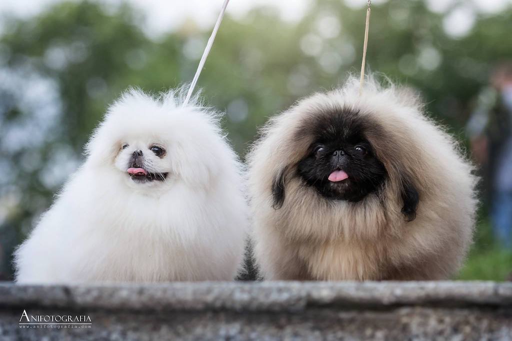 Pekińczyk - charakter