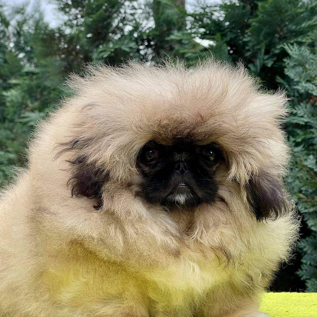 Pekińczyk - choroby