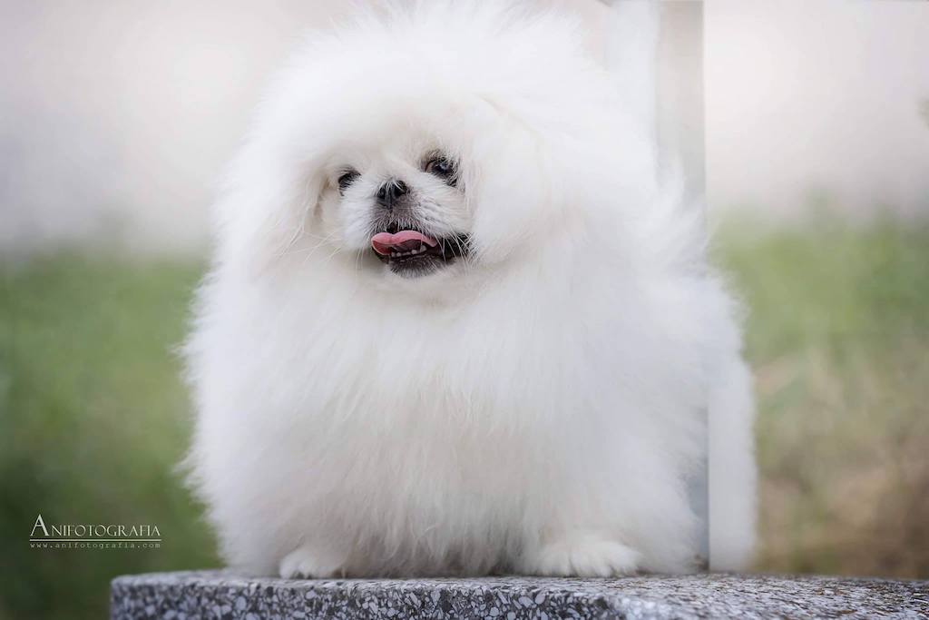 Pekińczyk - hodowla