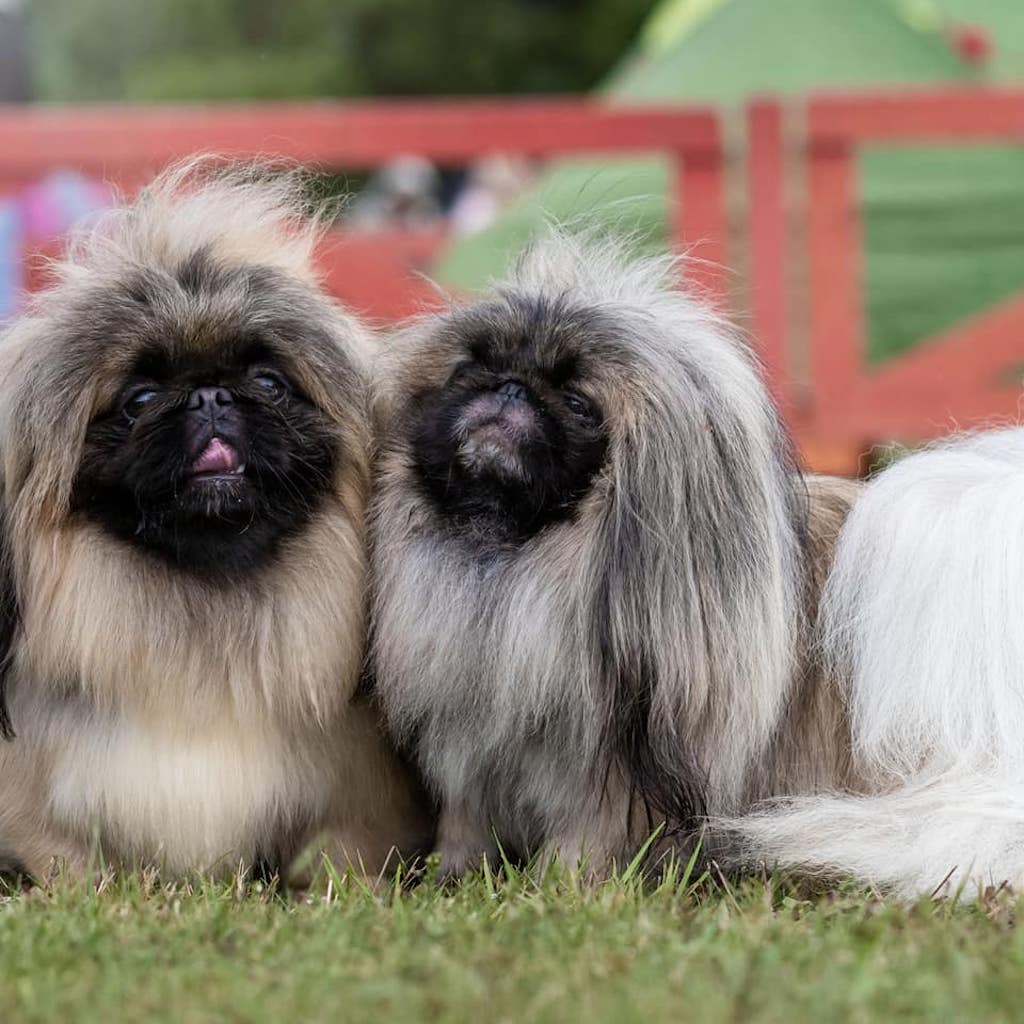 Pekińczyk - pielęgnacja