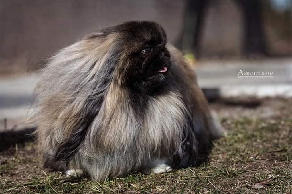 Pekińczyk - umaszczenie