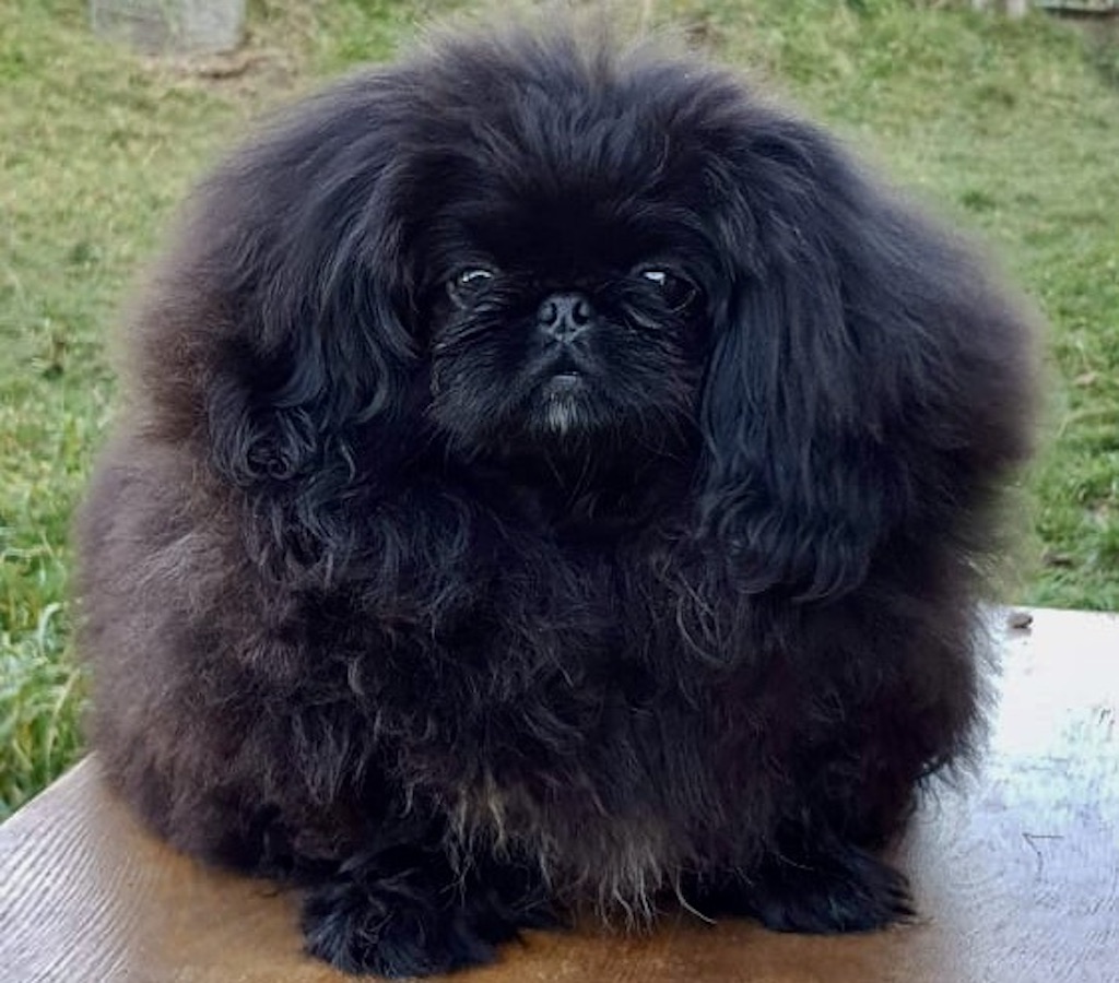 Pekińczyk - żywienie