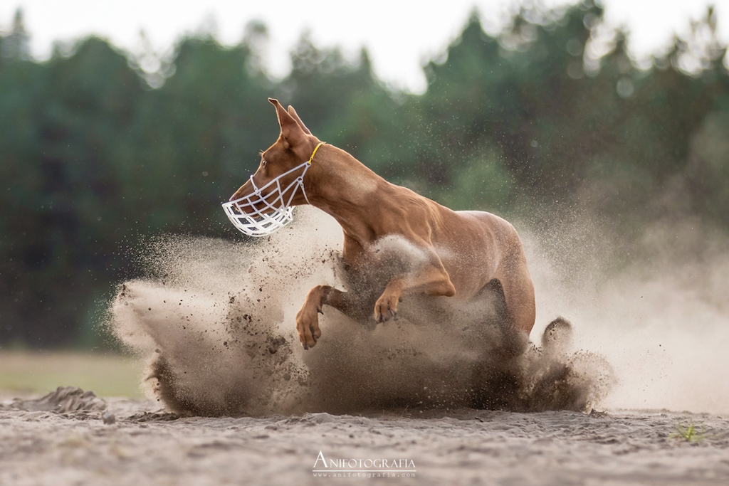 Pies Faraona - hodowla