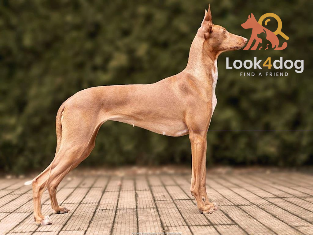 Pies Faraona - pielęgnacja