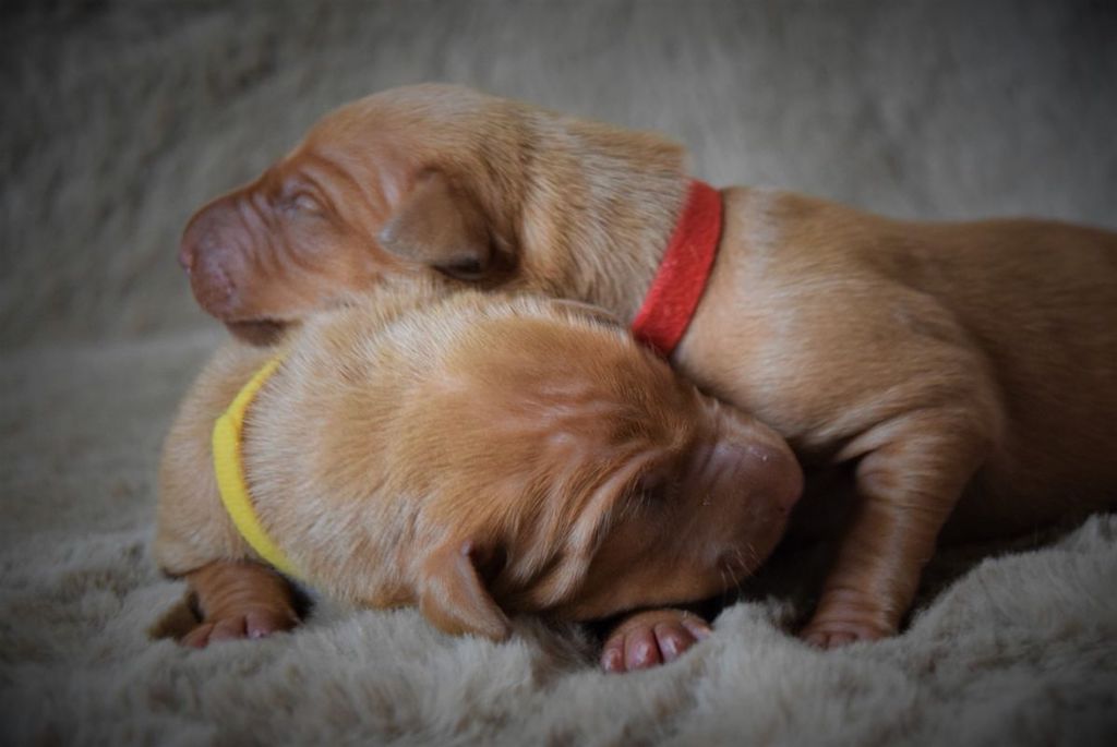 Pies Faraona - szczeniaki