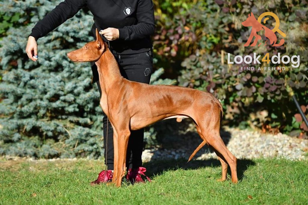 Pies Faraona - umaszczenie