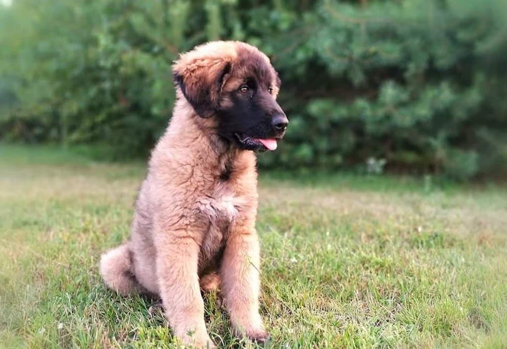 Pies górski z Estrela zdjęcie z hodowli Finigan FCI