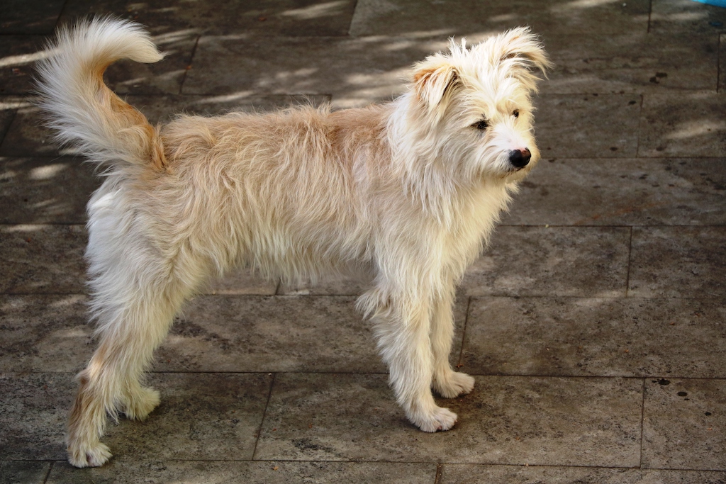 Pinczer holenderski - charakter