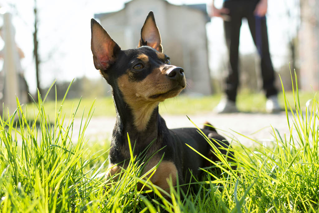 Pinczer miniaturowy - charakter