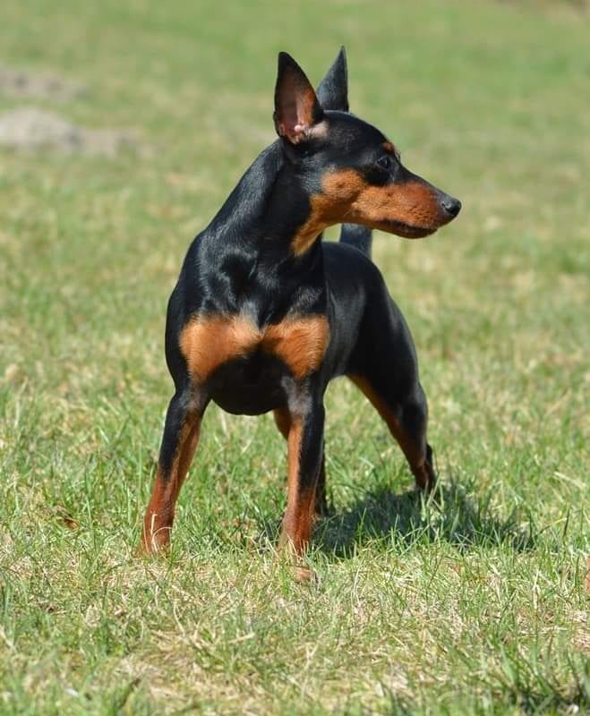 Pinczer miniaturowy - choroby