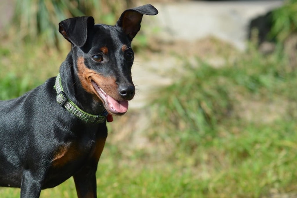 Pinczer miniaturowy - hodowla1