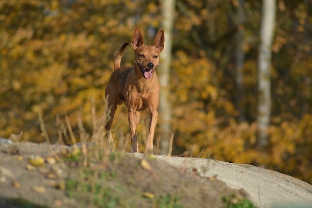 Pinczer miniaturowy - hodowla2