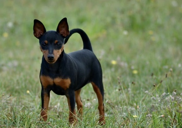 Pinczer miniaturowy - pielęgnacja