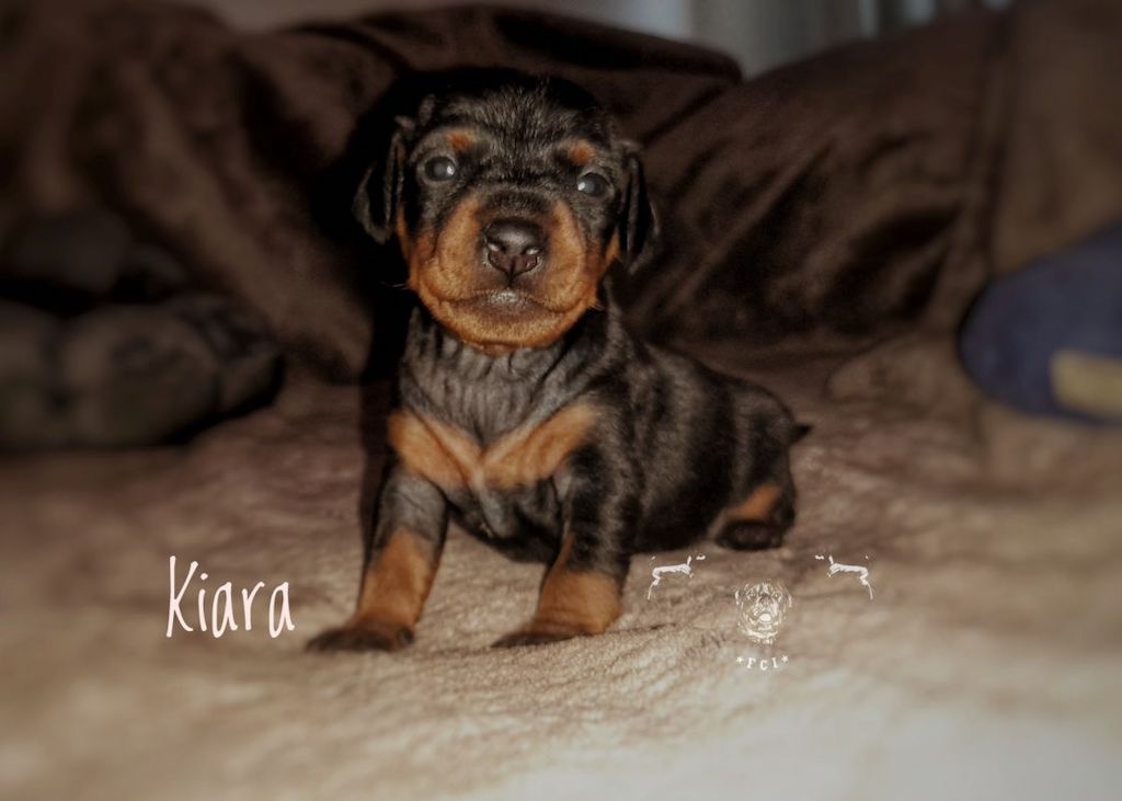 Pinczer miniaturowy - szczeniaki