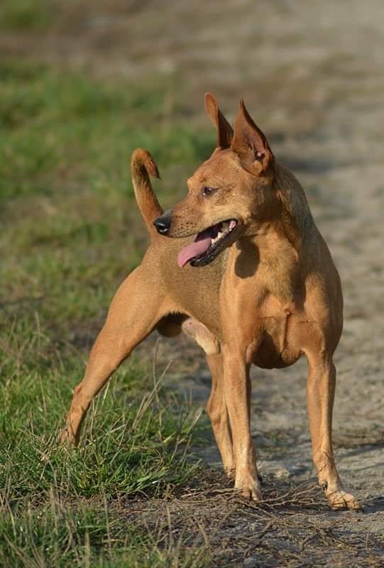 Pinczer miniaturowy - umaszczenie