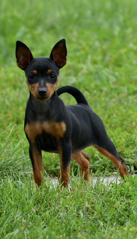 Pinczer miniaturowy - żywienie