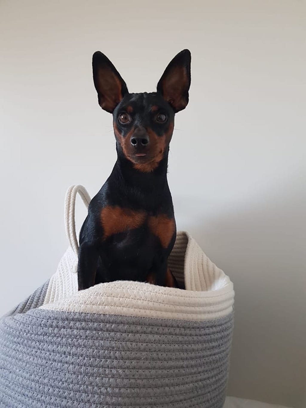 Pinczer miniaturowy z hodowli