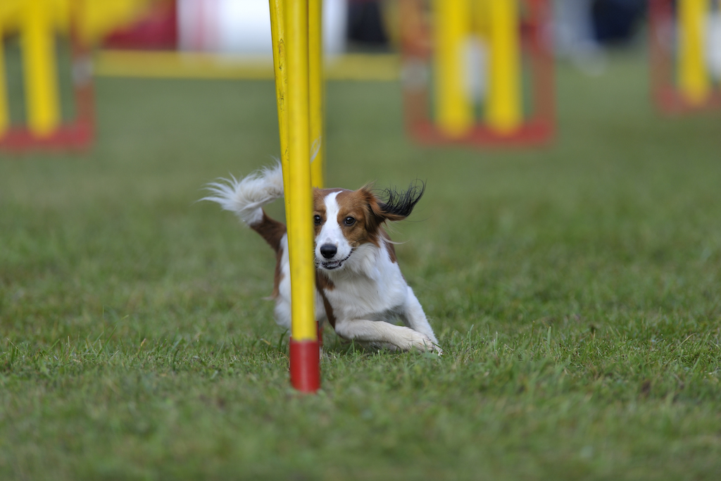 Płochacz holenderski (Kooikerhondje) - charakter