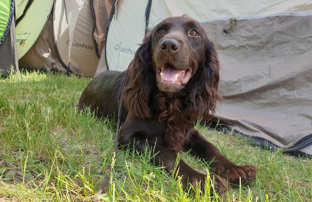 Płochacz niemiecki - pielęgnacja