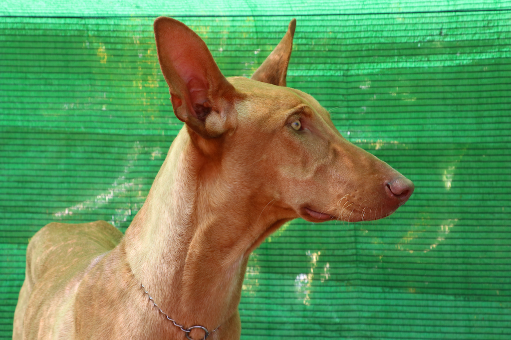 Podenco kanaryjski - charakter