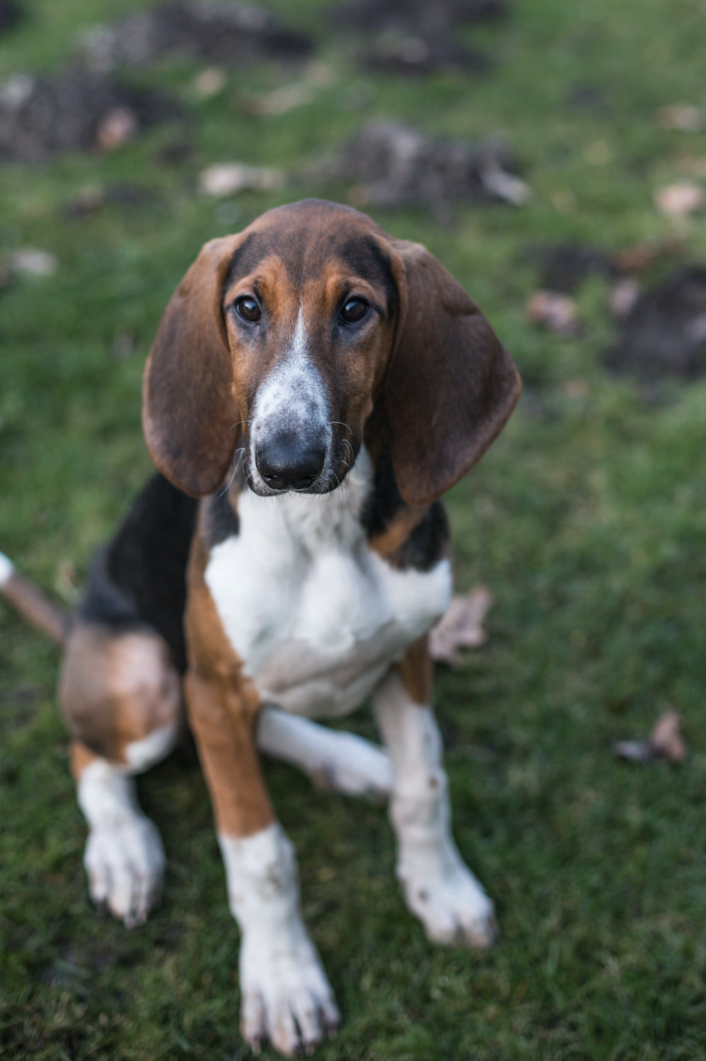 Poitevin - charakter