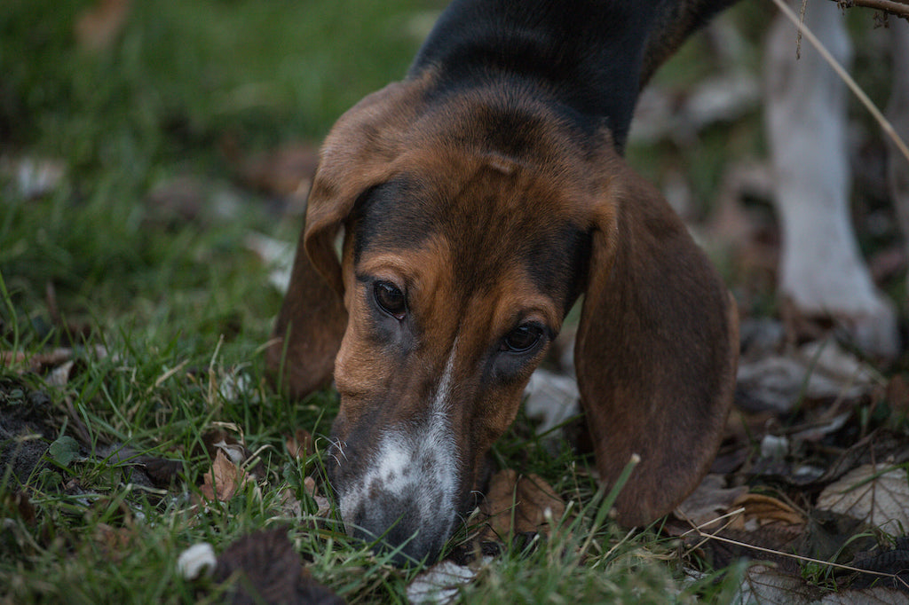 Poitevin - pielęgnacja