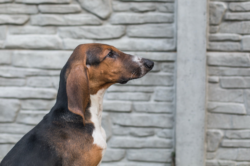 Poitevin - żywienie