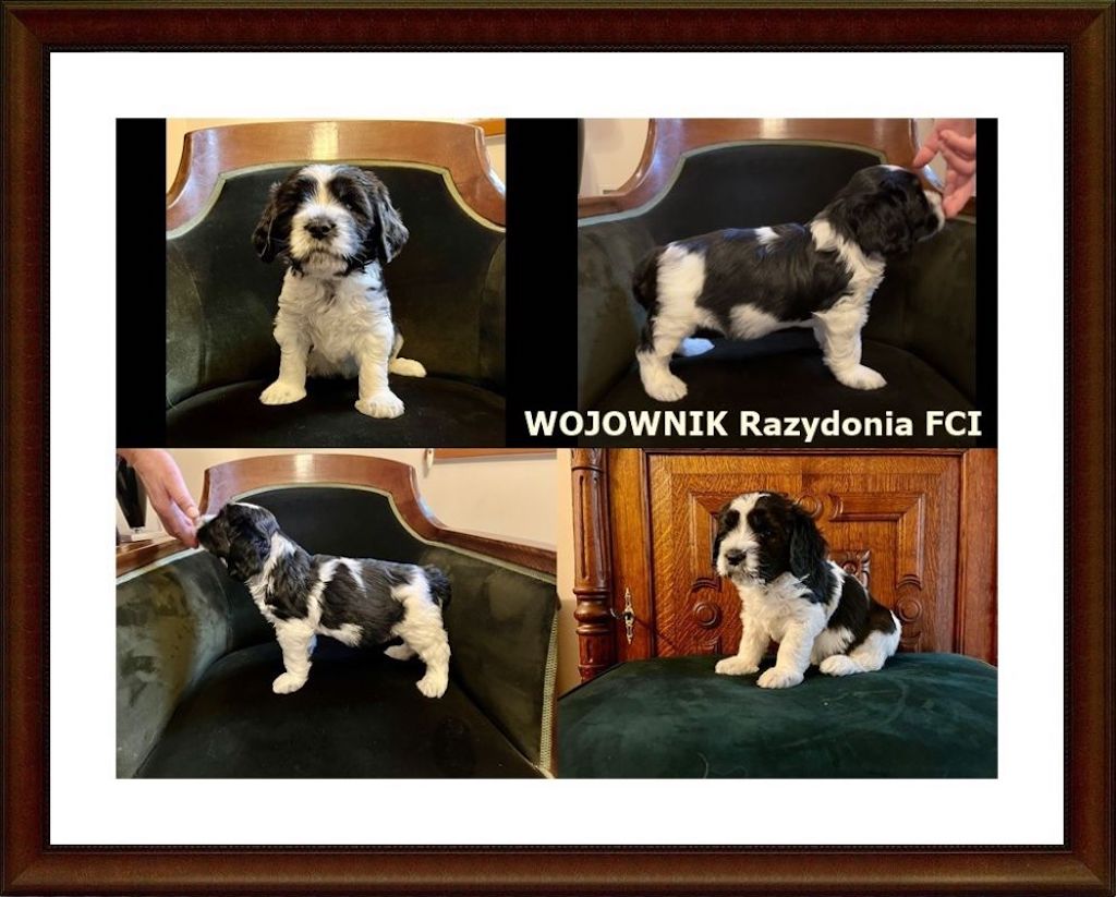 Polski owczarek nizinny - hodowla