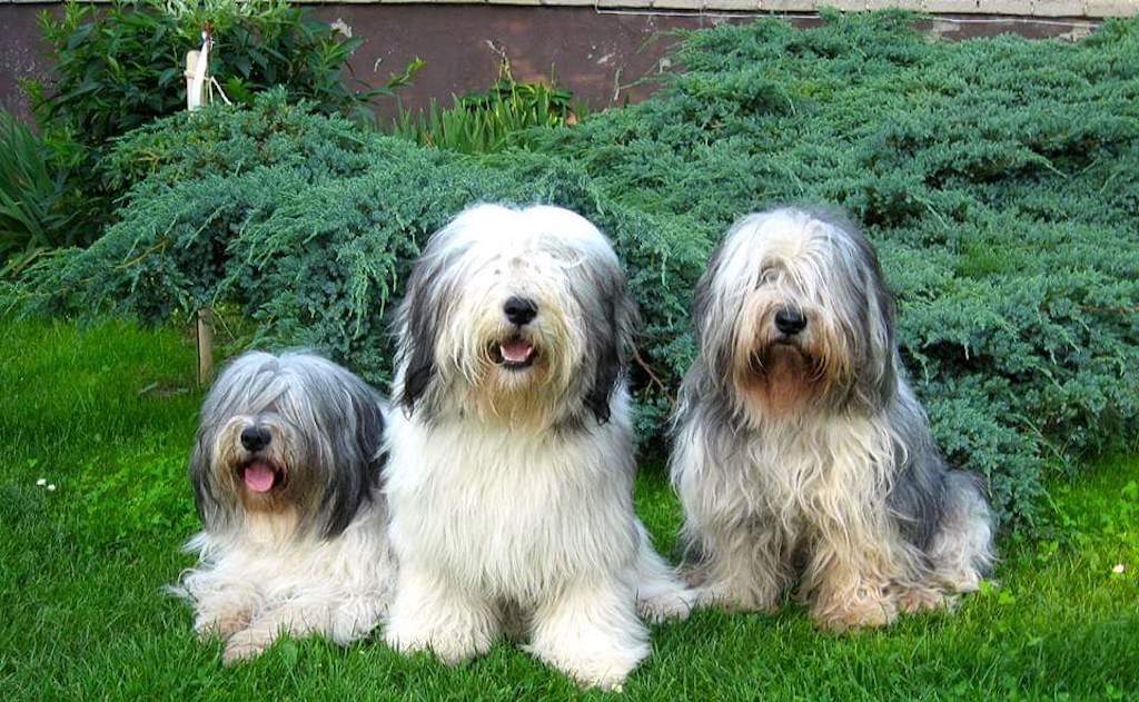 Polski owczarek nizinny - pielęgnacja