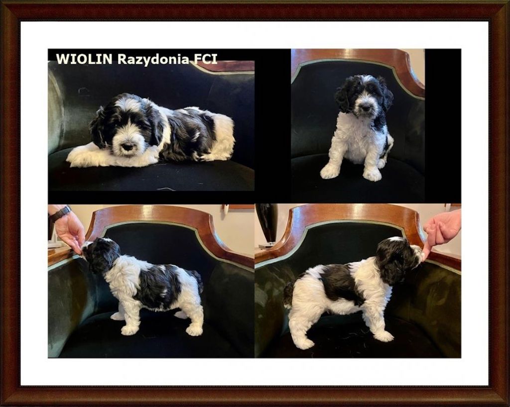 Polski owczarek nizinny - szczeniaki