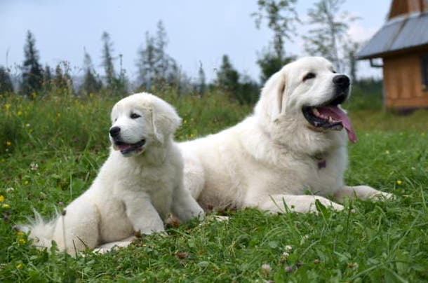 Polski owczarek podhalański - pielęgnacja