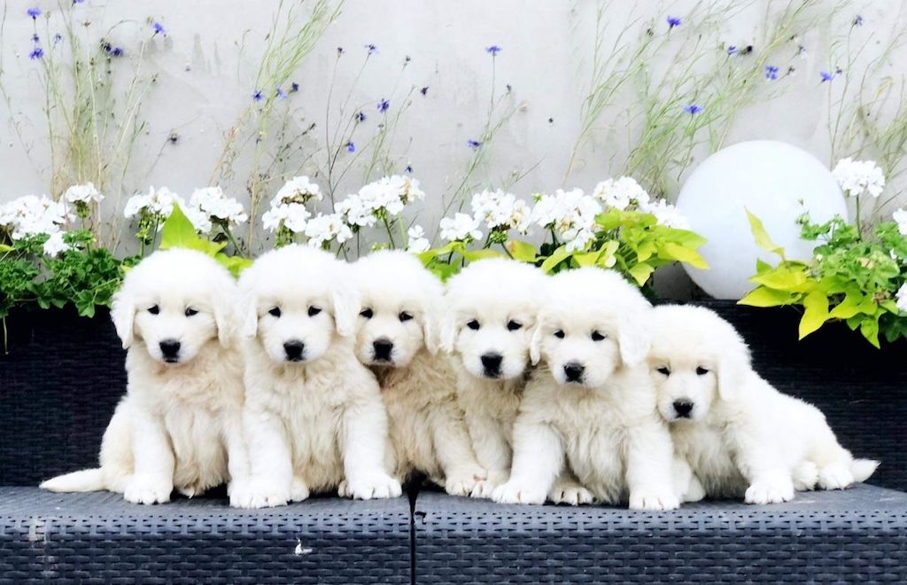 Polski owczarek podhalański - szczeniaczki