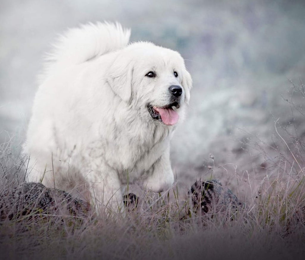 Polski owczarek podhalański - hodowla