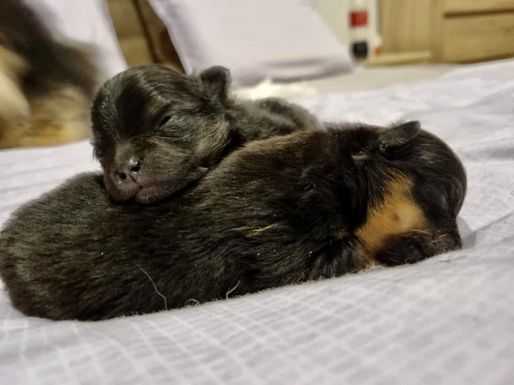 Pomeranian - szczeniaki