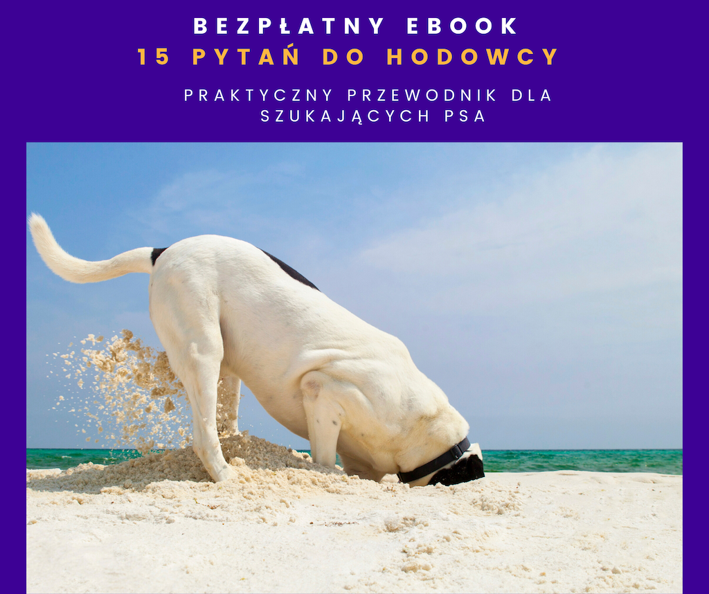 ebook o co pytać hodowcę psa