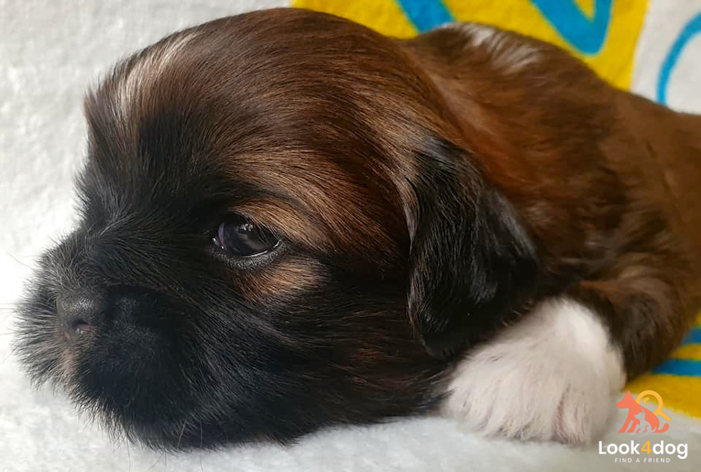 szczeniak lhasa apso hodowla dreamed a drem