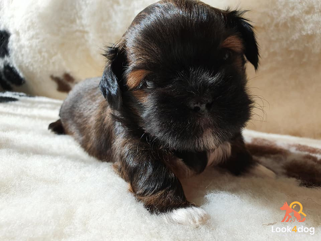 szczeniak lhasa apso hodowla dreamed a drem