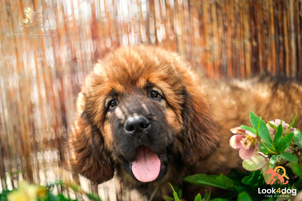 zdjecie szczeniak tybetański hodowla Hundo Koro miot B
